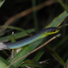 Dendrelaphis punctulatus at Capalaba, QLD - 10 Mar 2024