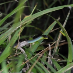 Dendrelaphis punctulatus at Capalaba, QLD - 10 Mar 2024 12:07 PM