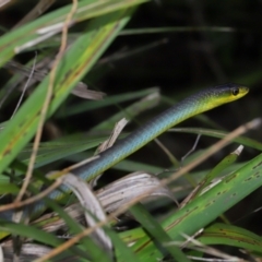 Dendrelaphis punctulatus at Capalaba, QLD - 10 Mar 2024 12:07 PM