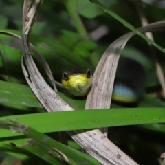 Dendrelaphis punctulatus at Capalaba, QLD - 10 Mar 2024