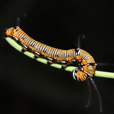 Euploea corinna (Common Crow Butterfly, Oleander Butterfly) at Capalaba, QLD - 1 Mar 2024 by TimL