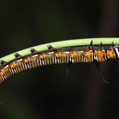 Euploea corinna at Capalaba, QLD - 1 Mar 2024 09:57 AM