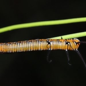 Euploea corinna at Capalaba, QLD - 1 Mar 2024 09:57 AM