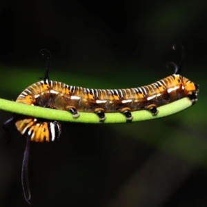 Euploea corinna at Capalaba, QLD - 1 Mar 2024 09:57 AM