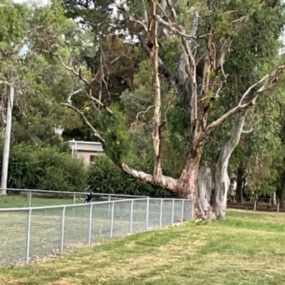 Gymnorhina tibicen (Australian Magpie) at Holtze Close Neighbourhood Park - 11 Mar 2024 by Hejor1