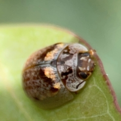 Paropsisterna m-fuscum (Eucalyptus Leaf Beetle) at Hackett, ACT - 11 Mar 2024 by Hejor1