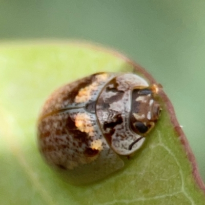 Paropsisterna m-fuscum (Eucalyptus Leaf Beetle) at Holtze Close Neighbourhood Park - 11 Mar 2024 by Hejor1
