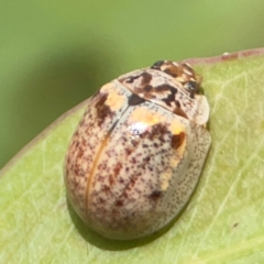 Paropsisterna m-fuscum at Holtze Close Neighbourhood Park - 11 Mar 2024