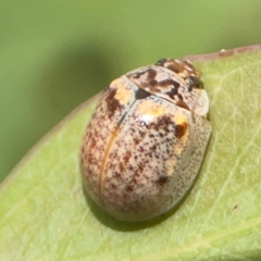 Paropsisterna m-fuscum at Holtze Close Neighbourhood Park - 11 Mar 2024