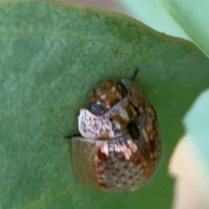 Paropsisterna m-fuscum at Holtze Close Neighbourhood Park - 11 Mar 2024