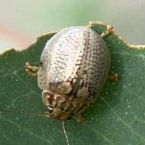 Paropsisterna decolorata at Holtze Close Neighbourhood Park - 11 Mar 2024