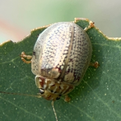 Paropsisterna decolorata (A Eucalyptus leaf beetle) at Holtze Close Neighbourhood Park - 11 Mar 2024 by Hejor1