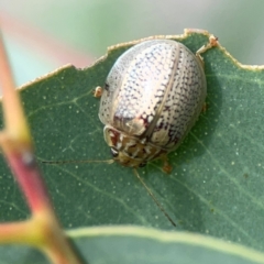 Paropsisterna decolorata at Holtze Close Neighbourhood Park - 11 Mar 2024