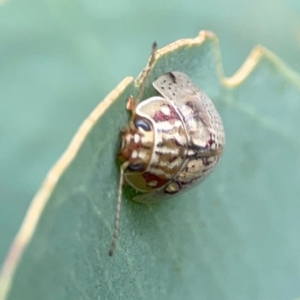 Paropsisterna decolorata at Holtze Close Neighbourhood Park - 11 Mar 2024