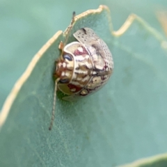 Paropsisterna decolorata at Holtze Close Neighbourhood Park - 11 Mar 2024