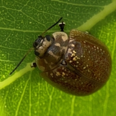 Paropsisterna cloelia (Eucalyptus variegated beetle) at Hackett, ACT - 11 Mar 2024 by Hejor1