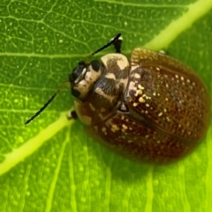 Paropsisterna cloelia at Holtze Close Neighbourhood Park - 11 Mar 2024