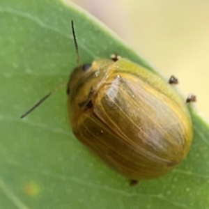 Paropsisterna cloelia at Holtze Close Neighbourhood Park - 11 Mar 2024