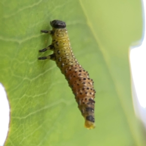 Paropsisterna beata at Hackett, ACT - 11 Mar 2024 03:59 PM