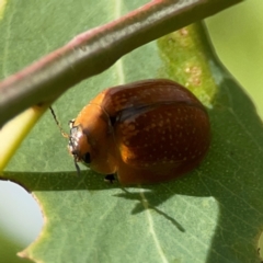 Paropsini sp. (tribe) (Unidentified paropsine leaf beetle) at Hackett, ACT - 11 Mar 2024 by Hejor1