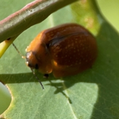 Paropsini sp. (tribe) at Holtze Close Neighbourhood Park - 11 Mar 2024