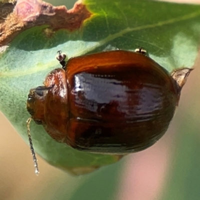 Paropsini sp. (tribe) (Unidentified paropsine leaf beetle) at Holtze Close Neighbourhood Park - 11 Mar 2024 by Hejor1