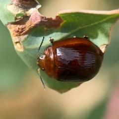 Paropsini sp. (tribe) at Holtze Close Neighbourhood Park - 11 Mar 2024 05:14 PM