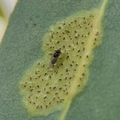 Unidentified Other true fly at Hackett, ACT - 11 Mar 2024 by Hejor1