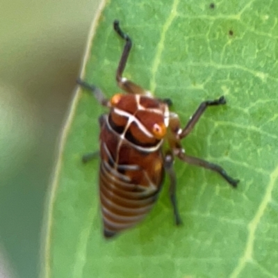 Eurymeloides punctata (Gumtree hopper) at Hackett, ACT - 11 Mar 2024 by Hejor1