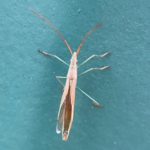 Mutusca brevicornis at Hackett, ACT - 11 Mar 2024