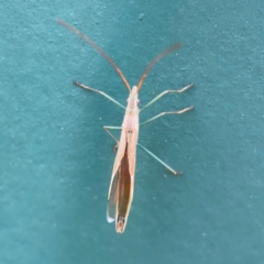 Mutusca brevicornis at Hackett, ACT - 11 Mar 2024 03:40 PM