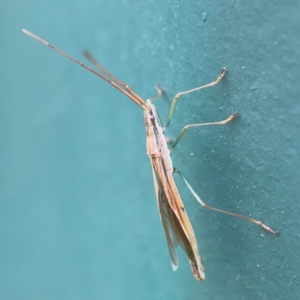 Mutusca brevicornis at Hackett, ACT - 11 Mar 2024