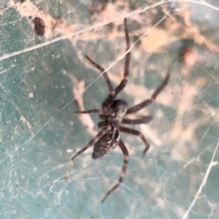 Badumna sp. (genus) at Hackett, ACT - 11 Mar 2024