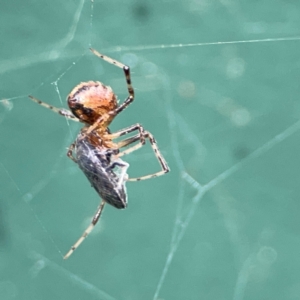 Cryptachaea veruculata at Hackett, ACT - 11 Mar 2024 03:46 PM