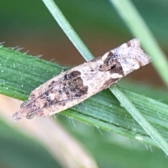 Spilonota constrictana (A Tortricid moth) at Hackett, ACT - 11 Mar 2024 by Hejor1