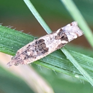 Spilonota constrictana at Hackett, ACT - 11 Mar 2024 03:47 PM