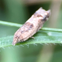 Spilonota constrictana at Hackett, ACT - 11 Mar 2024 03:47 PM