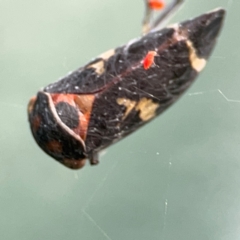 Eurymeloides pulchra (Gumtree hopper) at Hackett, ACT - 11 Mar 2024 by Hejor1