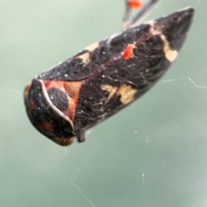 Eurymeloides pulchra at Hackett, ACT - 11 Mar 2024