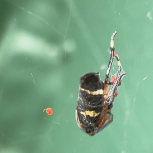 Eurymeloides pulchra at Hackett, ACT - 11 Mar 2024 03:48 PM