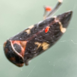 Eurymeloides pulchra at Hackett, ACT - 11 Mar 2024 03:48 PM