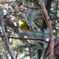 Lichenostomus melanops (Yellow-tufted Honeyeater) at Namadgi National Park - 8 Mar 2024 by Sherwood