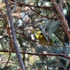 Lichenostomus melanops at Namadgi National Park - 8 Mar 2024