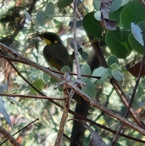 Lichenostomus melanops at Namadgi National Park - 8 Mar 2024