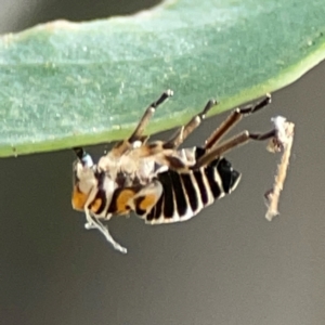 Eurymelinae (subfamily) at Hackett, ACT - 11 Mar 2024