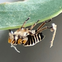 Eurymelinae (subfamily) at Hackett, ACT - 11 Mar 2024