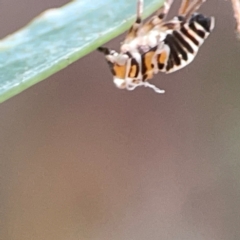 Eurymelinae (subfamily) at Hackett, ACT - 11 Mar 2024