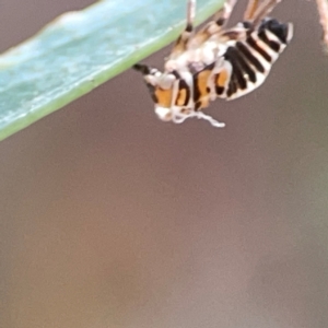 Eurymelinae (subfamily) at Hackett, ACT - 11 Mar 2024