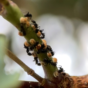 Eriococcus coriaceus at Hackett, ACT - 11 Mar 2024