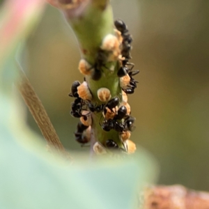 Eriococcus coriaceus at Hackett, ACT - 11 Mar 2024